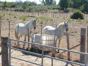 chevaux2